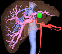 synapse 3d México distribuidor software medico